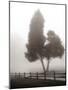 Cedar Tree and Fence-Nicholas Bell-Mounted Photographic Print