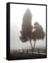 Cedar Tree and Fence-Nicholas Bell-Framed Stretched Canvas