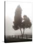 Cedar Tree and Fence-Nicholas Bell-Stretched Canvas