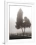 Cedar Tree and Fence-Nicholas Bell-Framed Photographic Print