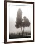 Cedar Tree and Fence-Nicholas Bell-Framed Photographic Print