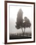 Cedar Tree and Fence-Nicholas Bell-Framed Photographic Print