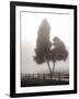 Cedar Tree and Fence-Nicholas Bell-Framed Photographic Print