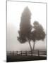 Cedar Tree and Fence-Nicholas Bell-Mounted Photographic Print