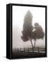 Cedar Tree and Fence-Nicholas Bell-Framed Stretched Canvas