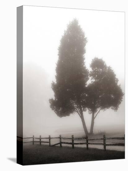 Cedar Tree and Fence-Nicholas Bell-Stretched Canvas