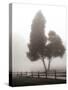 Cedar Tree and Fence-Nicholas Bell-Stretched Canvas