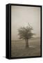 Cedar Tree Crackle Glow Sepia-Amanda Lee Smith-Framed Stretched Canvas