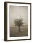 Cedar Tree Crackle Glow Sepia-Amanda Lee Smith-Framed Photographic Print