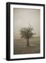 Cedar Tree Crackle Glow Sepia-Amanda Lee Smith-Framed Photographic Print