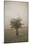 Cedar Tree Crackle Glow Sepia-Amanda Lee Smith-Mounted Photographic Print