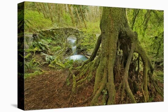 Cedar Tree with Exposed Roots-Steve Terrill-Stretched Canvas