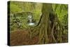 Cedar Tree with Exposed Roots-Steve Terrill-Stretched Canvas