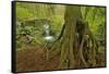 Cedar Tree with Exposed Roots-Steve Terrill-Framed Stretched Canvas