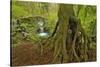 Cedar Tree with Exposed Roots-Steve Terrill-Stretched Canvas