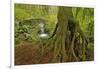 Cedar Tree with Exposed Roots-Steve Terrill-Framed Photographic Print