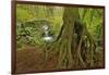 Cedar Tree with Exposed Roots-Steve Terrill-Framed Photographic Print