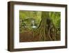 Cedar Tree with Exposed Roots-Steve Terrill-Framed Photographic Print