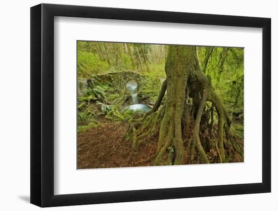 Cedar Tree with Exposed Roots-Steve Terrill-Framed Photographic Print