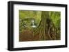 Cedar Tree with Exposed Roots-Steve Terrill-Framed Photographic Print