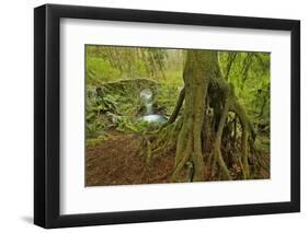 Cedar Tree with Exposed Roots-Steve Terrill-Framed Photographic Print