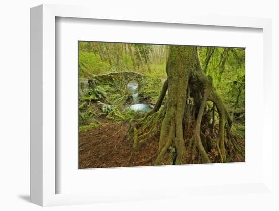 Cedar Tree with Exposed Roots-Steve Terrill-Framed Photographic Print