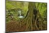 Cedar Tree with Exposed Roots-Steve Terrill-Mounted Photographic Print