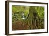 Cedar Tree with Exposed Roots-Steve Terrill-Framed Photographic Print
