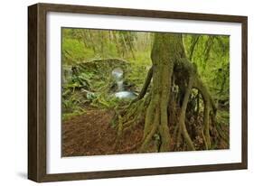 Cedar Tree with Exposed Roots-Steve Terrill-Framed Photographic Print