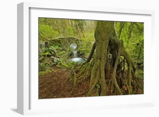 Cedar Tree with Exposed Roots-Steve Terrill-Framed Photographic Print