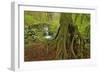 Cedar Tree with Exposed Roots-Steve Terrill-Framed Photographic Print