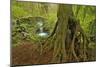Cedar Tree with Exposed Roots-Steve Terrill-Mounted Photographic Print