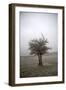 Cedar Tree-Amanda Lee Smith-Framed Photographic Print