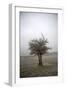 Cedar Tree-Amanda Lee Smith-Framed Photographic Print