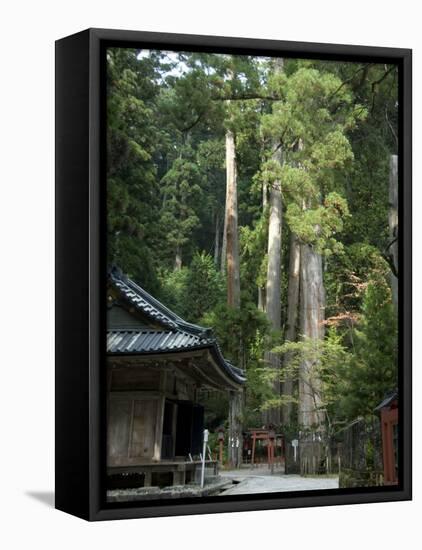Cedar Trees at Futarasan Shinto Shrine, Nikko Temples, UNESCO World Heritage Site, Honshu, Japan-Tony Waltham-Framed Stretched Canvas