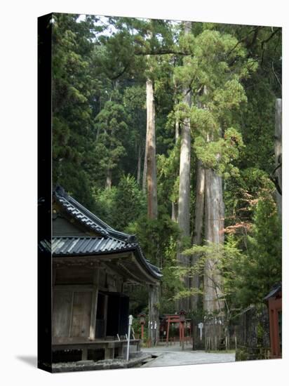 Cedar Trees at Futarasan Shinto Shrine, Nikko Temples, UNESCO World Heritage Site, Honshu, Japan-Tony Waltham-Stretched Canvas