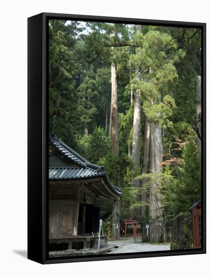 Cedar Trees at Futarasan Shinto Shrine, Nikko Temples, UNESCO World Heritage Site, Honshu, Japan-Tony Waltham-Framed Stretched Canvas