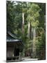 Cedar Trees at Futarasan Shinto Shrine, Nikko Temples, UNESCO World Heritage Site, Honshu, Japan-Tony Waltham-Mounted Photographic Print
