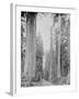 Cedar Trees, Clearwater, WA, 1936-Ashael Curtis-Framed Giclee Print