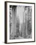 Cedar Trees, Clearwater, WA, 1936-Ashael Curtis-Framed Giclee Print