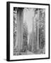 Cedar Trees, Clearwater, WA, 1936-Ashael Curtis-Framed Giclee Print