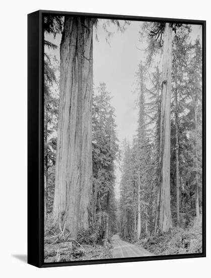 Cedar Trees, Clearwater, WA, 1936-Ashael Curtis-Framed Stretched Canvas