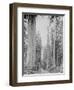 Cedar Trees, Clearwater, WA, 1936-Ashael Curtis-Framed Giclee Print