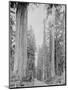 Cedar Trees, Clearwater, WA, 1936-Ashael Curtis-Mounted Giclee Print