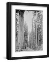 Cedar Trees, Clearwater, WA, 1936-Ashael Curtis-Framed Premium Giclee Print