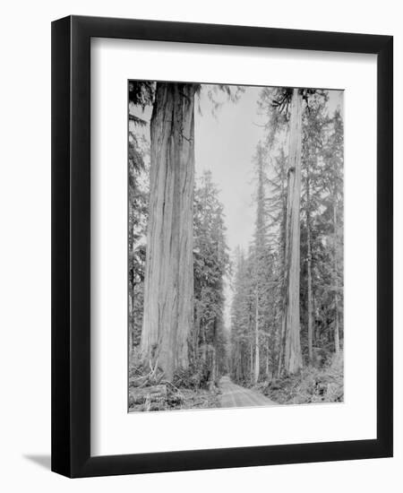 Cedar Trees, Clearwater, WA, 1936-Ashael Curtis-Framed Premium Giclee Print