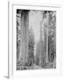 Cedar Trees, Clearwater, WA, 1936-Ashael Curtis-Framed Giclee Print