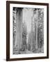 Cedar Trees, Clearwater, WA, 1936-Ashael Curtis-Framed Giclee Print