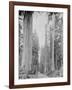 Cedar Trees, Clearwater, WA, 1936-Ashael Curtis-Framed Giclee Print