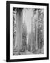 Cedar Trees, Clearwater, WA, 1936-Ashael Curtis-Framed Giclee Print